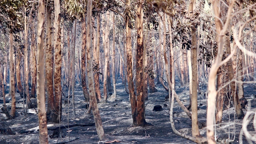 Charred ground and trees after a bushfire swept through Peaceful Bay near Albany