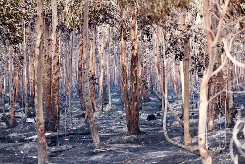 Charred ground and trees after a bushfire swept through Peaceful Bay near Albany