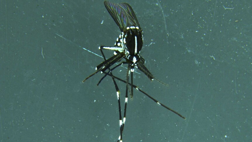 Asian Tiger Mosquitoes (Aedes albopictus) can carry dengue fever.