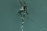 Mosquitoes (Aedes albopictus) can carry dengue fever.