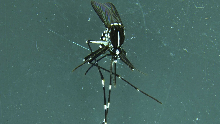 Asian Tiger Mosquitoes (Aedes albopictus) can carry dengue fever
