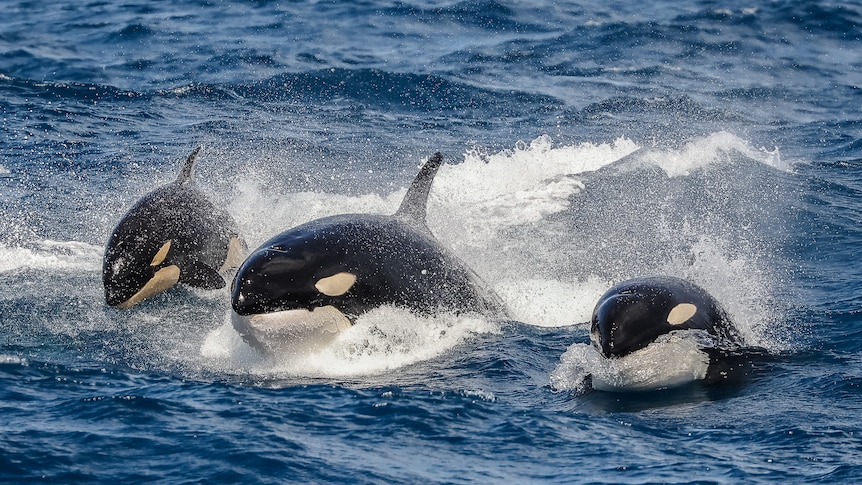 three killer whales hunting