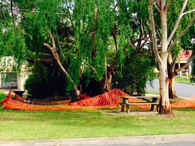 Council to give culturally significant willow tree at Bega new lease of ...
