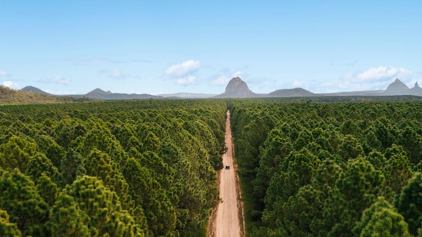 Aerial view of dirt road between forestry area