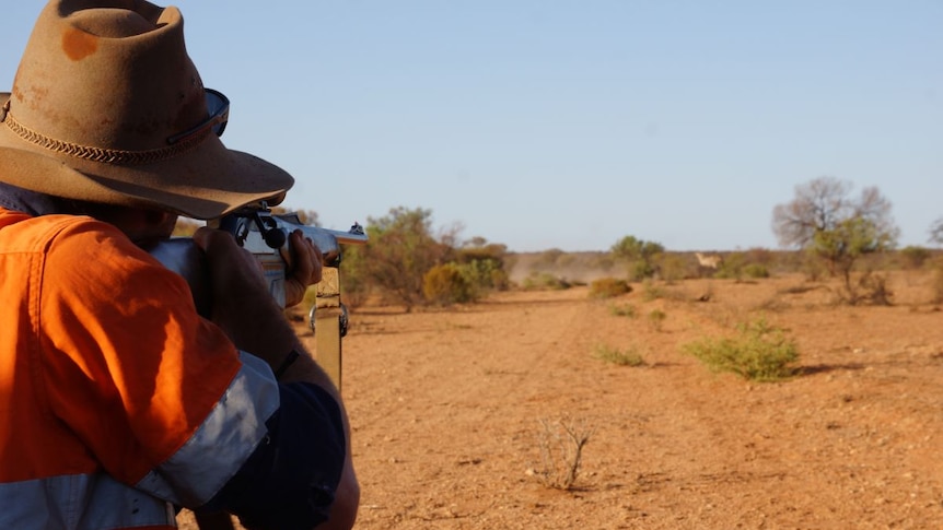 A grazier aims a rifle at a herd of camels in the desert.