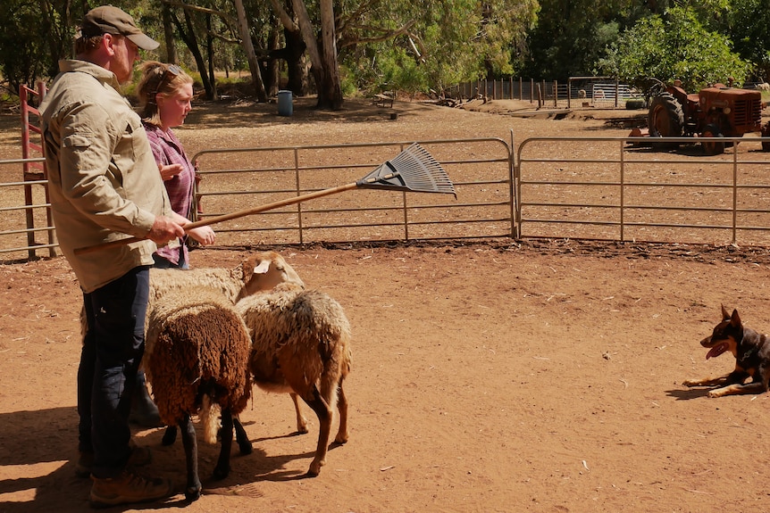 Man in a pen with sheep, a broom with a dog lying down.