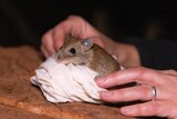 A small light brown rodent peeks out of a calico bag held by human hands.
