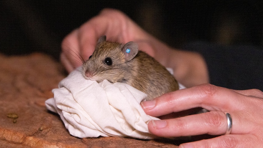 A small light brown rodent peeks out of a calico bag held by human hands.