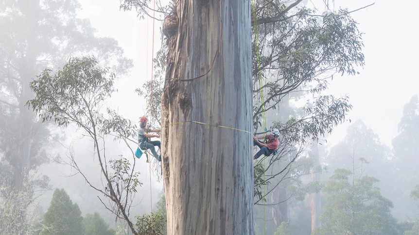 Two people hanging on ropes either side of the trunk of a giant tree in misty conditions, measuring its trunk.