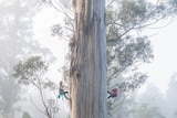 Two people hanging on ropes either side of the trunk of a giant tree in misty conditions, measuring its trunk.