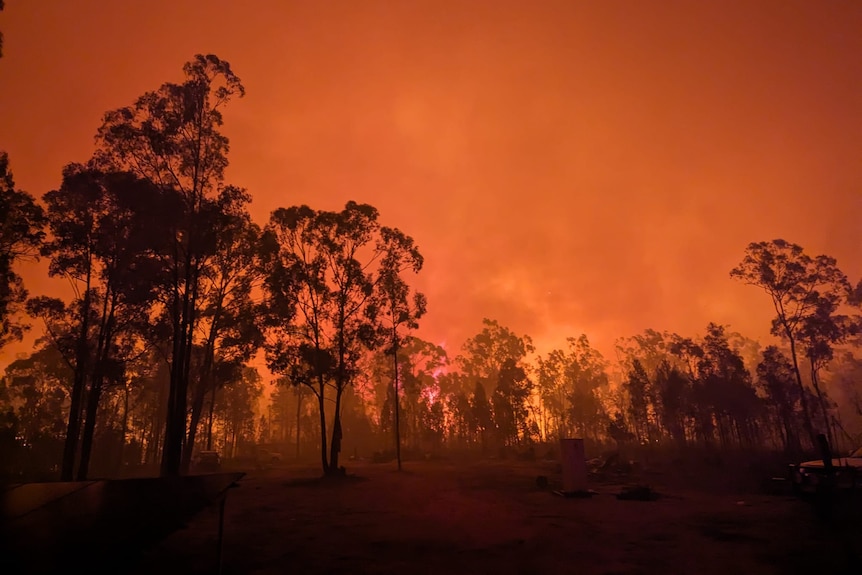 A forest fire lights up a night sky in orange, amid smoke and the black silhouettes of trees.
