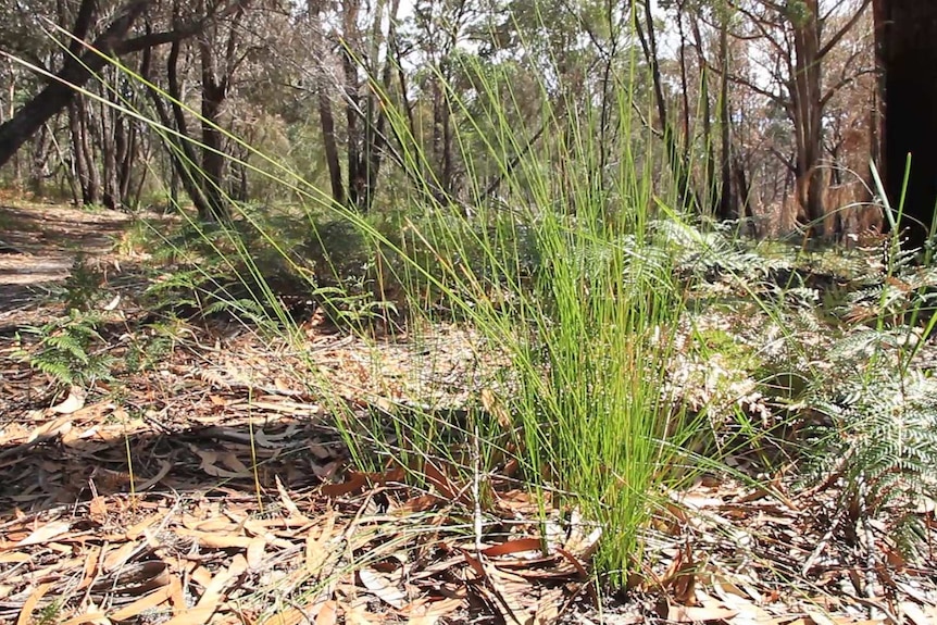 Native grasses at site of cultural burn at Tathra