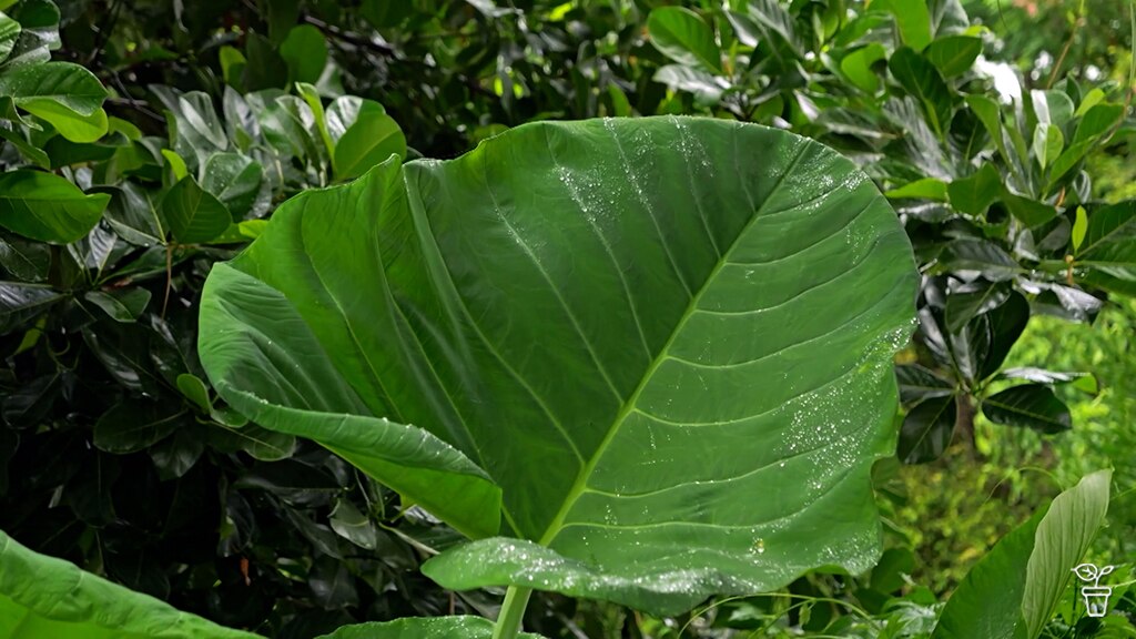 Large green leaf in a garden.