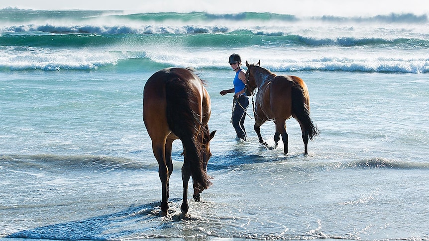 Swimming horses on King Island