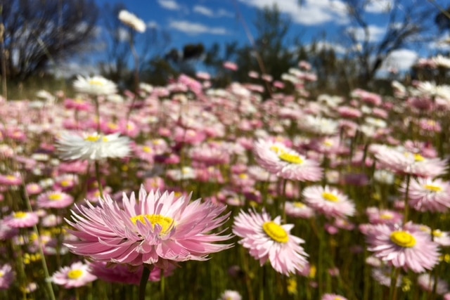 close up of pink and white everlasting daisies with blue sky in the background.
