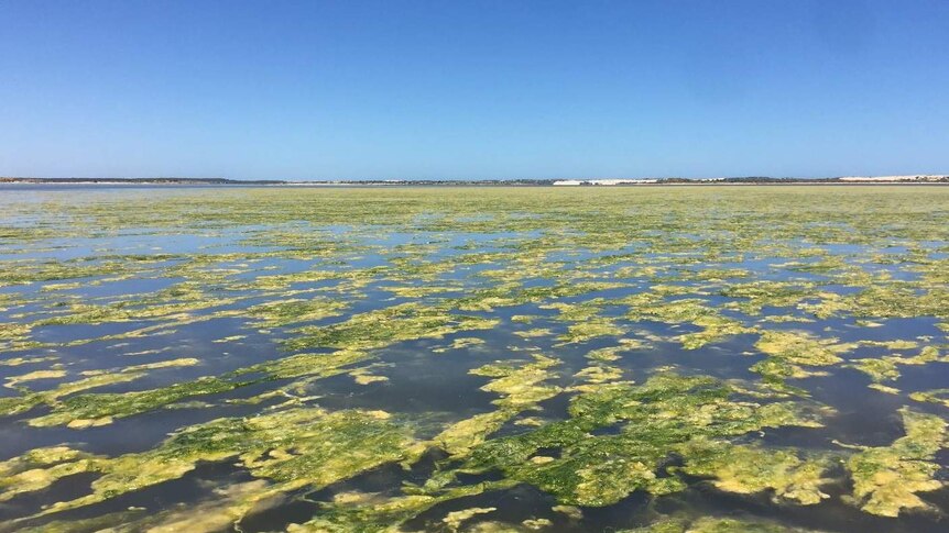 Algae floating on the Coorong wetlands.