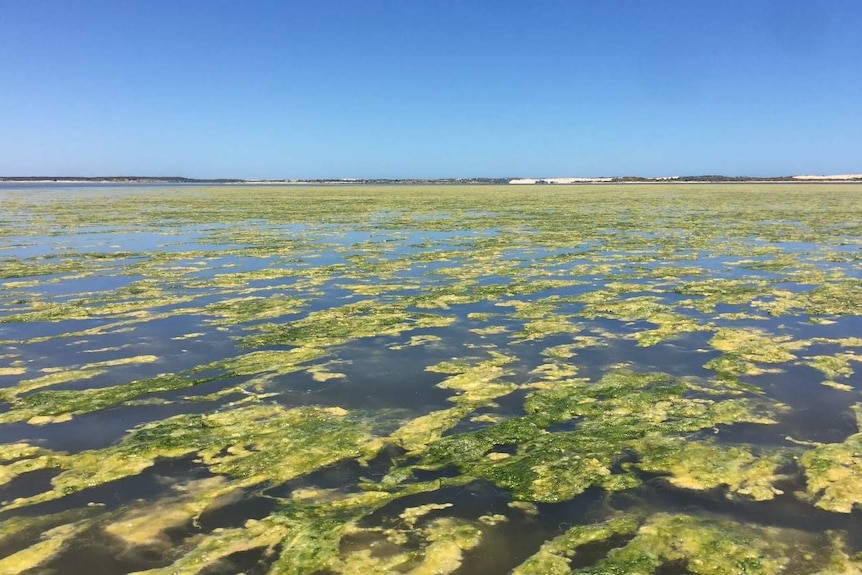 Algae floating on the Coorong wetlands.