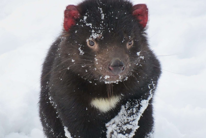 Tasmanian devil in snow.