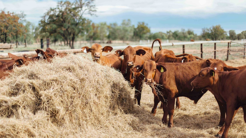 Cattle munch on hay