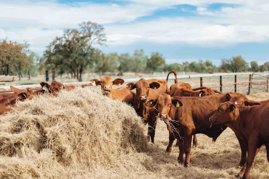 Cattle munch on hay