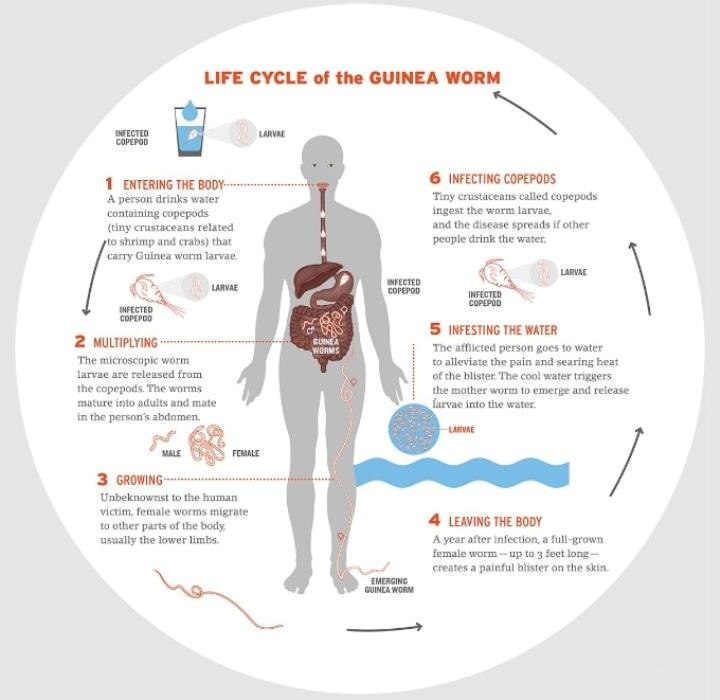 Graph showing the growth of a guinea worm.