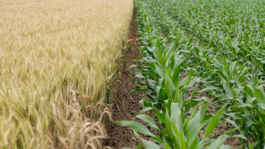 Rows of corn planted in a field next to some wheat