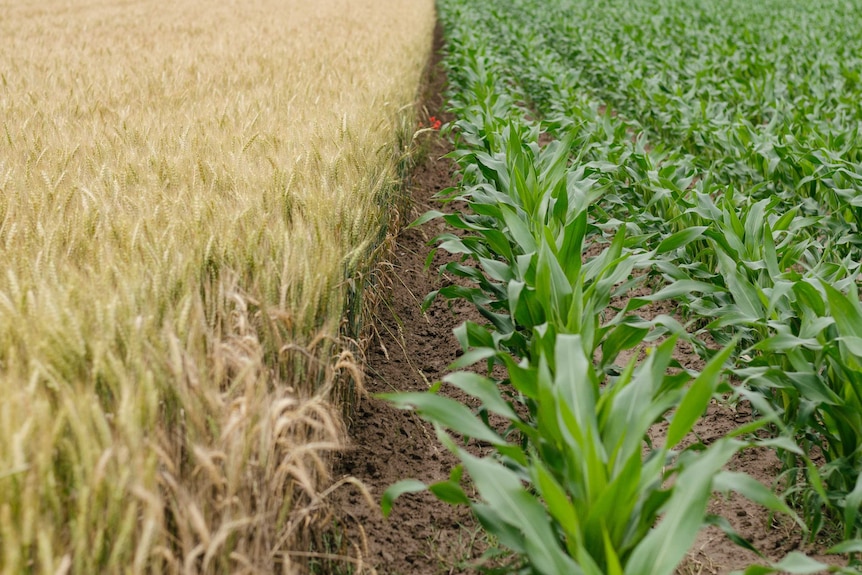 Rows of corn planted in a field next to some wheat