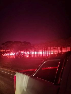 A cannabis crop at night, with pink LED lights helping them to grow. Photo taken from the back of a ute