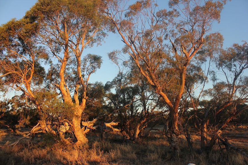 Remnant Old growth Mallee trees are rich in nesting hollows, habitats for Mallee birds and animals.