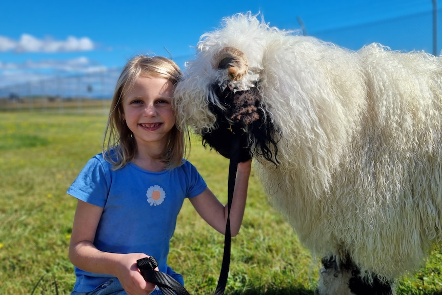 Young girl grins at camera while holding the halter of a large, fluffy ewe with a black nose