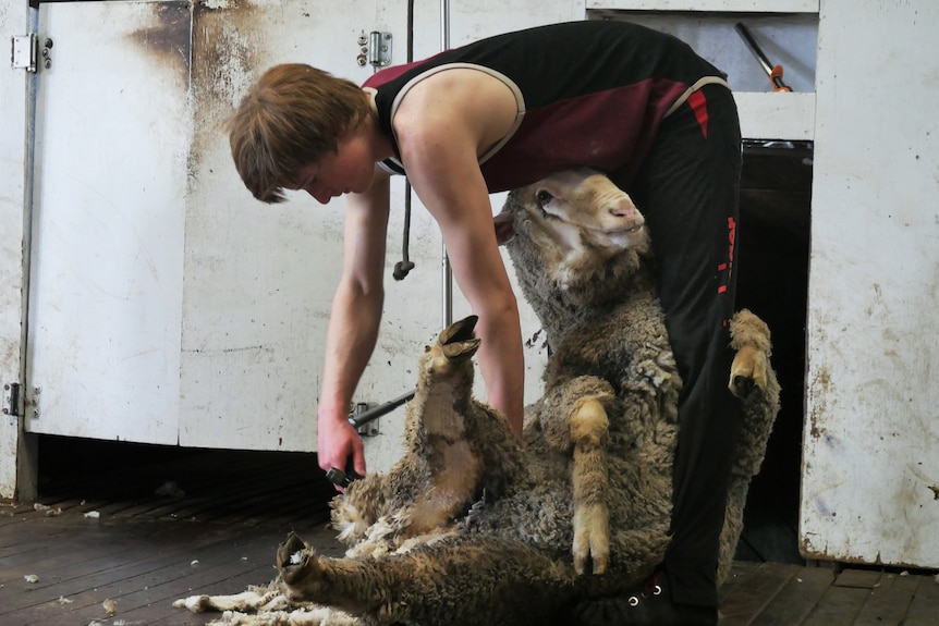 A teenager shears a lamb in a shed.