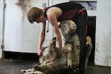 A teenager shears a lamb in a shed.