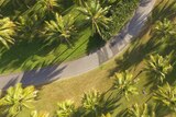 A drone photo of coconut palms, from above, on a field of grass with a road winding through the image.