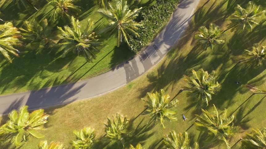 A drone photo of coconut palms, from above, on a field of grass with a road winding through the image.