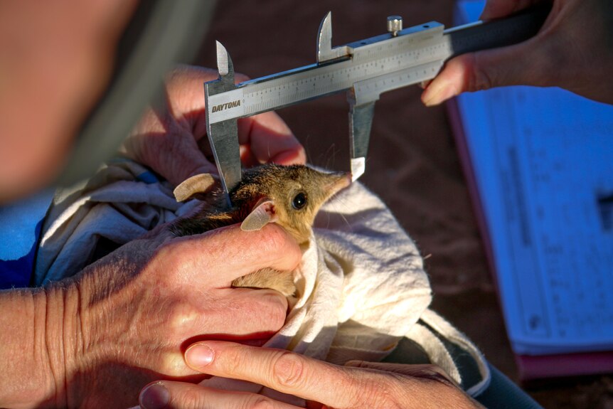 A bilby sitting on a canvas bag is being held by a human as another person measures its nose