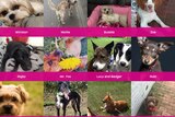 Different dogs who are part of Dogshare