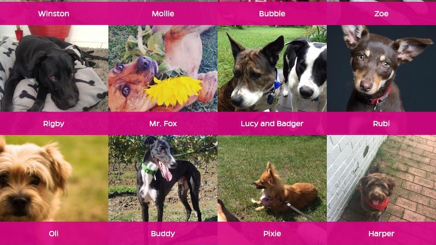 Different dogs who are part of Dogshare