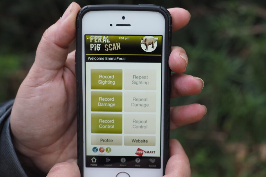 A hand holding a smartphone with the Feral Pig Scan app with options to record sightings or damage.