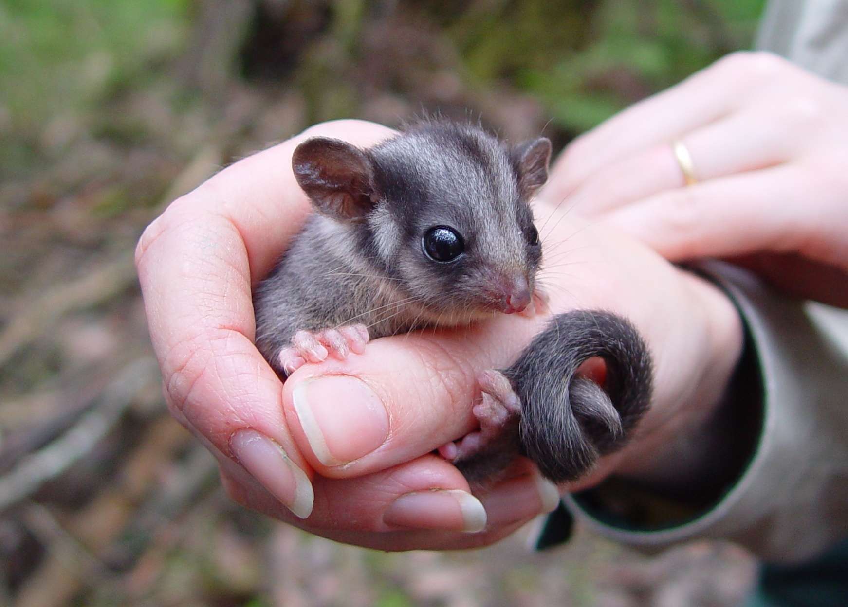 The possum or the timber industry - ABC listen