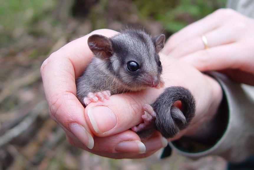 The critically endangered Leadbeater's possum is held in a carer's hand.