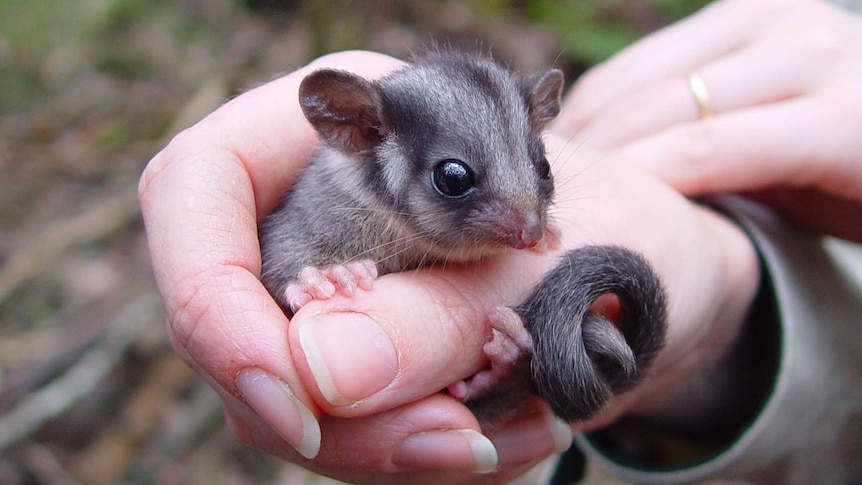 The critically endangered Leadbeater's possum is held in a carer's hand.