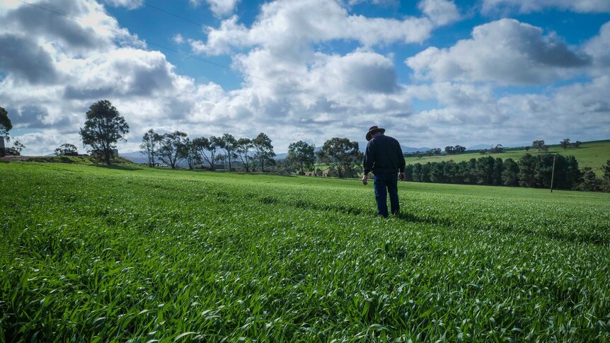 Farmer Mark Adams walks through a paddock on his farm at Mt Barker in southern WA.