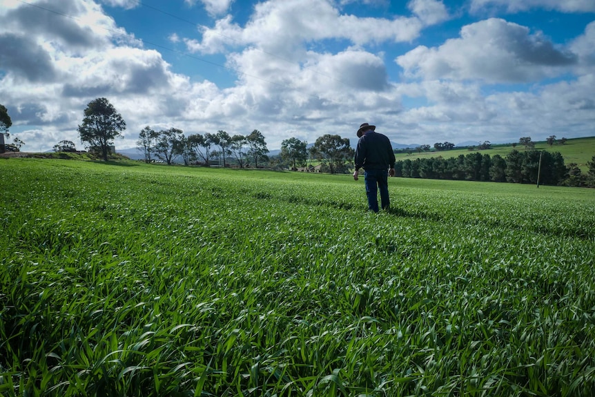 Farmer Mark Adams walks through a paddock on his farm at Mt Barker in southern WA.