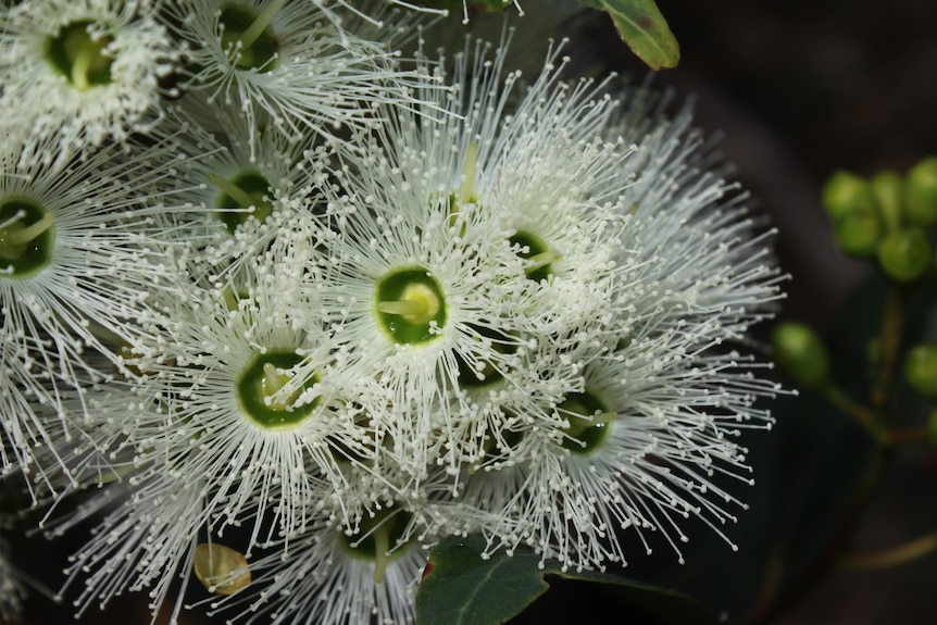 Eucalyptus curtisii flowers
