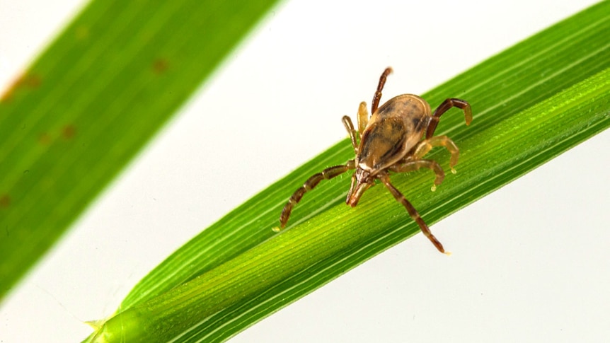 An Australian tick, the Ixodes holocyclus