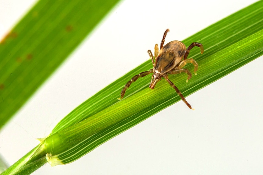 Ixodes holocyclus