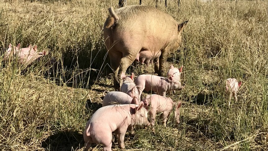 The pig and piglets standing in a grassy paddock.