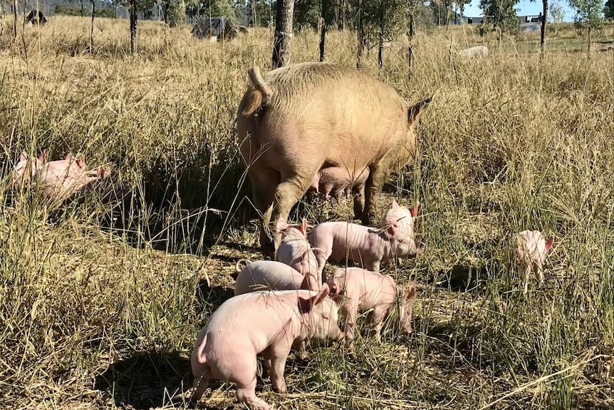The pig and piglets standing in a grassy paddock.