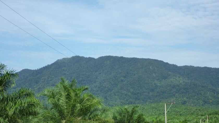 Gunung Leuser National Park, with a palm oil plantation in the foreground