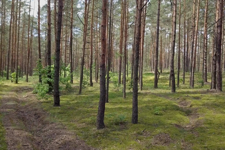 A forest with pine trees and mossy green turf.